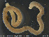  ( - CE33953)  @11 [ ] Creative Commons  Attribution Non-Commercial Share-Alike (2019) NTNU University Museum, Department of Natural History NTNU University Museum, Department of Natural History