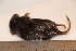  ( - TROM_1890)  @11 [ ] CreativeCommons - Attribution Non-Commercial Share-Alike (2016) Unspecified Tromsø University Museum