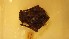  ( - NHMO-DMA-490)  @11 [ ] CreativeCommons - Attribution Non-Commercial Share-Alike (2017) Unspecified University of Oslo, Natural History Museum