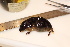  ( - TROM_2159)  @11 [ ] CreativeCommons - Attribution Non-Commercial Share-Alike (2016) Unspecified Tromsø University Museum