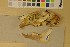  ( - NHMO-DMA-192)  @11 [ ] CreativeCommons - Attribution Non-Commercial Share-Alike (2017) Unspecified University of Oslo, Natural History Museum