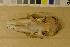  ( - NHMO-DMA-192)  @11 [ ] CreativeCommons - Attribution Non-Commercial Share-Alike (2017) Unspecified University of Oslo, Natural History Museum