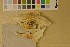  ( - NHMO-DMA-193)  @11 [ ] CreativeCommons - Attribution Non-Commercial Share-Alike (2017) Unspecified University of Oslo, Natural History Museum