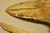  ( - NHMO-DMA-95)  @11 [ ] CreativeCommons - Attribution Non-Commercial Share-Alike (2017) Unspecified University of Oslo, Natural History Museum