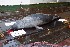  ( - NHMO-DMA-894)  @11 [ ] CreativeCommons - Attribution Non-Commercial Share-Alike (2018) Unspecified University of Oslo, Natural History Museum