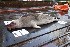  (Pagophilus - NHMO-DMA-896)  @11 [ ] CreativeCommons - Attribution Non-Commercial Share-Alike (2018) Unspecified University of Oslo, Natural History Museum