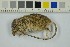  ( - NHMO-DMA-860)  @11 [ ] CreativeCommons - Attribution Non-Commercial Share-Alike (2018) Unspecified University of Oslo, Natural History Museum
