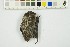  ( - NHMO-DMA-881)  @11 [ ] CreativeCommons - Attribution Non-Commercial Share-Alike (2018) Unspecified University of Oslo, Natural History Museum