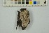  ( - NHMO-DMA-881)  @11 [ ] CreativeCommons - Attribution Non-Commercial Share-Alike (2018) Unspecified University of Oslo, Natural History Museum