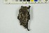  ( - NHMO-DMA-882)  @11 [ ] CreativeCommons - Attribution Non-Commercial Share-Alike (2018) Unspecified University of Oslo, Natural History Museum