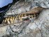  ( - NHMO-DMA-95)  @11 [ ] CreativeCommons - Attribution Non-Commercial Share-Alike (2017) Unspecified University of Oslo, Natural History Museum