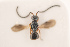  ( - NOCER-13)  @11 [ ] CC-NC-SA (2020) Arnstein Staverlokk Norwegian Institute of Nature Research