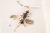  (Conostigmus rufinotum - NOCER-15)  @11 [ ] CC-NC-SA (2020) Arnstein Staverlokk Norwegian Institute of Nature Research