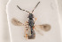  (Conostigmus sp5IM - NOCER-29)  @11 [ ] CC-NC-SA (2020) Arnstein Staverlokk Norwegian Institute of Nature Research