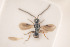  (Conostigmus speculiger - NOCER-65)  @11 [ ] CC-NC-SA (2020) Arnstein Staverlokk Norwegian Institute of Nature Research