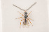  ( - NOCER-70)  @11 [ ] CC-NC-SA (2020) Arnstein Staverlokk Norwegian Institute of Nature Research