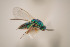  (Torymus eglanteriae - NOCER-88)  @11 [ ] CC-NC-SA (2020) Arnstein Staverlokk Norwegian Institute of Nature Research