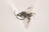  ( - NOCER-106)  @11 [ ] CC-NC-SA (2021) Arnstein Staverlokk Norwegian Institute of Nature Research