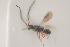  ( - NOCER-108)  @11 [ ] CC-NC-SA (2021) Arnstein Staverlokk Norwegian Institute of Nature Research