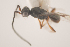  ( - NOCER-114)  @11 [ ] CC-NC-SA (2021) Arnstein Staverlokk Norwegian Institute of Nature Research