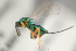  ( - NOCER-214)  @11 [ ] CC-NC-SA (2021) Arnstein Staverlokk Norwegian Institute of Nature Research