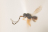  (Conostigmus sp11IM - NOCER-126)  @11 [ ] CC-NC-SA (2021) Arnstein Staverlokk Norwegian Institute of Nature Research
