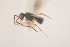  (Conostigmus bipunctatus - NOCER-137)  @11 [ ] CC-NC-SA (2021) Arnstein Staverlokk Norwegian Institute of Nature Research