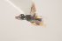  ( - NOCER-138)  @11 [ ] CC-NC-SA (2021) Arnstein Staverlokk Norwegian Institute of Nature Research