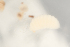  (Xestophanes potentillae - NOCER-237)  @11 [ ] CC-NC-SA (2021) Arnstein Staverlokk Norwegian Institute of Nature Research