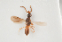  ( - NOCER-238)  @11 [ ] CC-NC-SA (2021) Arnstein Staverlokk Norwegian Institute of Nature Research