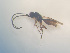  ( - NOCER-483)  @11 [ ] CC-NC-SA (2022) Arnstein Staverlokk Norwegian Institute of Nature Research
