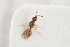  ( - NOCER-239)  @11 [ ] CC-NC-SA (2021) Arnstein Staverlokk Norwegian Institute of Nature Research