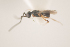  (Conostigmus sp6IM - NOCER-145)  @11 [ ] CC-NC-SA (2021) Arnstein Staverlokk Norwegian Institute of Nature Research