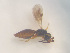  (Conostigmus sp25IM - NOCER-507)  @11 [ ] CC-NC-SA (2022) Arnstein Staverlokk Norwegian Institute of Nature Research