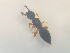  ( - NOCER-515)  @11 [ ] CC-NC-SA (2022) Arnstein Staverlokk Norwegian Institute of Nature Research