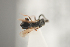  (Conostigmus crassicornis - NOCER-242)  @11 [ ] CC-NC-SA (2021) Arnstein Staverlokk Norwegian Institute of Nature Research