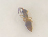  (Conostigmus melanocephalus - NOCER-541)  @11 [ ] CC-NC-SA (2022) Arnstein Staverlokk Norwegian Institute of Nature Research