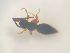  ( - NOCER-546)  @11 [ ] CC-NC-SA (2022) Arnstein Staverlokk Norwegian Institute of Nature Research