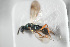  ( - NOCER-573)  @11 [ ] CC-NC-SA (2022) Arnstein Staverlokk Norwegian Institute of Nature Research
