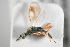  ( - NOCER-576)  @11 [ ] CC-NC-SA (2022) Arnstein Staverlokk Norwegian Institute of Nature Research