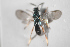  ( - NOCER-577)  @11 [ ] CC-NC-SA (2022) Arnstein Staverlokk Norwegian Institute of Nature Research