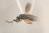  ( - NOCER-161)  @11 [ ] CC-NC-SA (2021) Arnstein Staverlokk Norwegian Institute of Nature Research