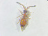  ( - NOCER-689)  @11 [ ] CC-NC-SA (2022) Arnstein Staverlokk Norwegian Institute of Nature Research