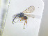  ( - NOCER-720)  @11 [ ] CC-NC-SA (2022) Arnstein Staverlokk Norwegian Institute of Nature Research