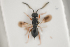  ( - NOCER-265)  @11 [ ] CC-NC-SA (2021) Arnstein Staverlokk Norwegian Institute of Nature Research