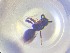  (Dendrocerus punctipes - NOCER-795)  @11 [ ] CC-NC-SA (2022) Arnstein Staverlokk Norwegian Institute of Nature Research
