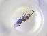  ( - NOCER-799)  @11 [ ] CC-NC-SA (2022) Arnstein Staverlokk Norwegian Institute of Nature Research