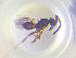  ( - NOCER-818)  @11 [ ] CC-NC-SA (2022) Arnstein Staverlokk Norwegian Institute of Nature Research