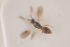  (Conostigmus nuchalis - NOCER-104)  @11 [ ] CC-NC-SA (2021) Arnstein Staverlokk Norwegian Institute of Nature Research