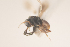  ( - NOCER-187)  @11 [ ] CC-NC-SA (2021) Arnstein Staverlokk Norwegian Institute of Nature Research